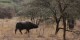 Tanzanie - 2010-09 - 213 - Serengeti - Buffle